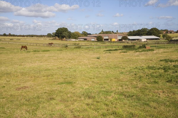 Horse stud, stables and tourist attraction at The Suffolk Punch Trust, Hollesley, Suffolk, England, United Kingdom, Europe