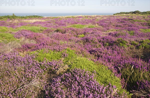 Pink blossom heather plants, Calluna vulgaris, cliff top North Sea coast, Dunwich Heath, Suffolk, England, UK