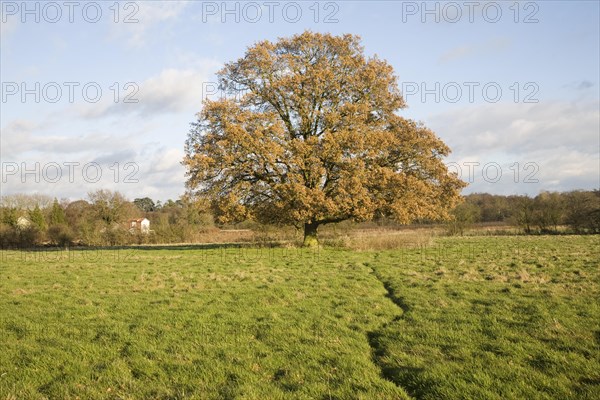 Quercus robur English oak tree standing alone in field in autumn leaf, Sutton, Suffolk, England, United Kingdom, Europe