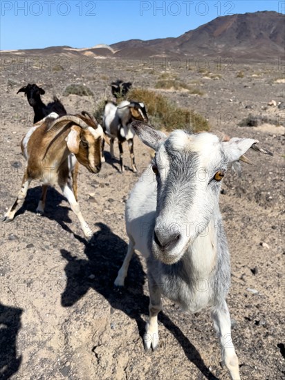 Wild goat (Cabra majorera) Goat looking directly at viewer from close up in volcanic landscape behind on southern tip of Jandia peninsula, Jandia, Fuerteventura, Canary Islands, Canary Islands, Spain, Europe