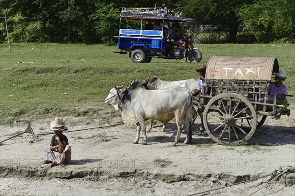 Ox cart on the Irrawaddy, also known as Ayeyarwady, river between Mandalay and Bagan, Myanmar, Asia