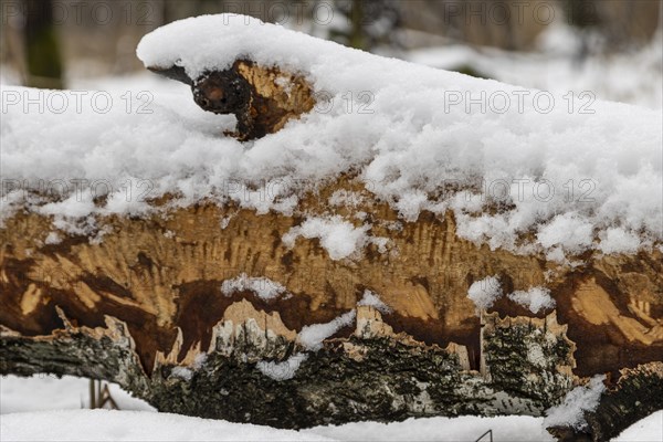 Bite marks on a cut down, partially peeled of bark, silver birch tree trunk, a clear sign of Eurasian beaver activity. Photographed in winter on the bank of Sapina River near Stregielek village in the Pozezdrze Commune of the Masurian Lake District. Wegorzewo County, Warmian-Masurian Voivodeship, Poland, Europe