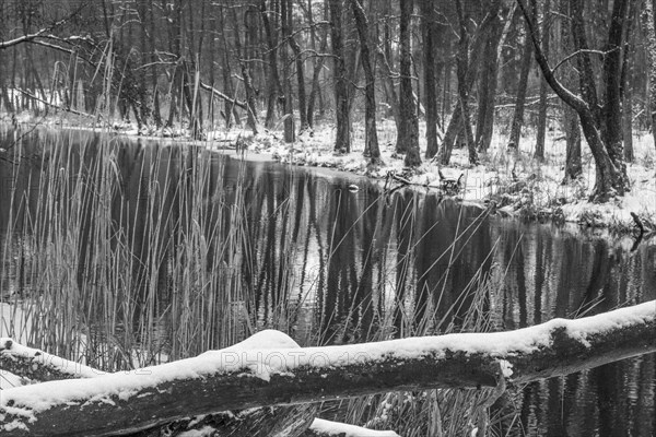 Sapina River and the riparian forest, the swamp, partially reflecting in the slowly flowing water, seen in mid-winter, during the early, January thaw, with some snow on the ground and barren trees, chiefly common alders around. Monochrome, greyscale photograph. Sapina Valley near the Stregielek village in the Pozezdrze Commune of the Masurian Lake District. Wegorzewo County, Warmian-Masurian Voivodeship, Poland, Europe