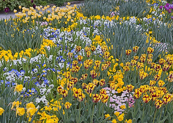 Botanical garden, spring flowers, field with garden hyacinth, Hyacinthus orientalis, Munich, Bavaria, Germany, Europe