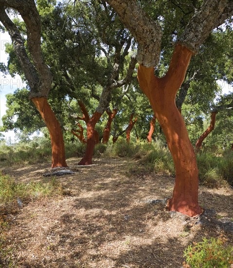 Red tree trunks freshly harvested bark Quercus suber, Cork oak, Sierra de Grazalema natural park, Cadiz province, Spain, Europe