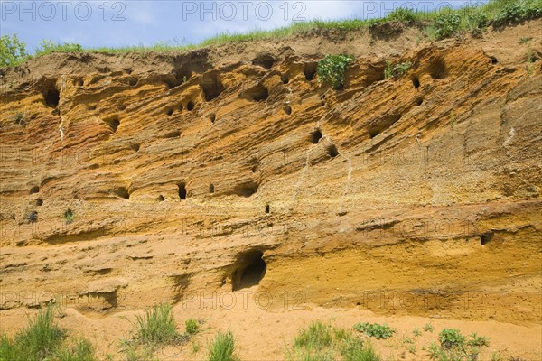 Red crag rock exposed at Buckanay Pit quarry, Alderton, Suffolk, England, United Kingdom, Europe