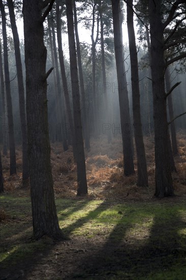 Early morning sunlight shines through conifer trees onto bracken near Snape, Suffolk, England, United Kingdom, Europe