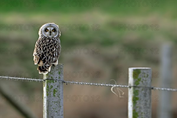Short-eared owl (Asio flammeus) perched on fence post in field in winter
