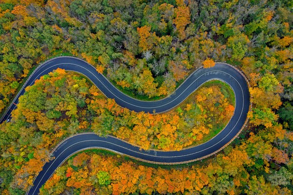 Aerial view over empty winding road, hairpin turn, hair pin bend running through forest showing autumn colours