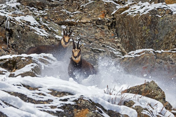 Two chamois (Rupicapra rupicapra) males fighting in rock face in winter during the rut in the European Alps. Dominant male chasing competitor away