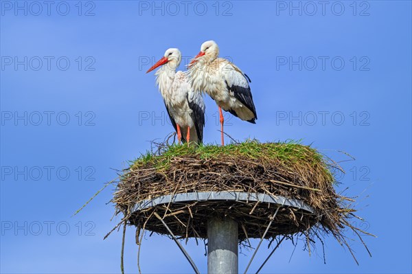 White stork (Ciconia ciconia) pair, male and female on old nest from previous spring made on artificial nesting platform, Zwin Nature Park, Knokke