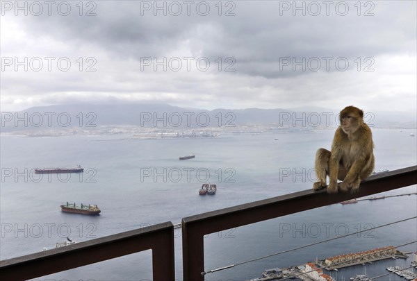 A Gibraltar monkey on the strategically coveted rock. They are the only free-living monkeys in Europe. Thousands of Spaniards commute from Spain to Gibraltar every day to get to their workplace, 14.02.2019