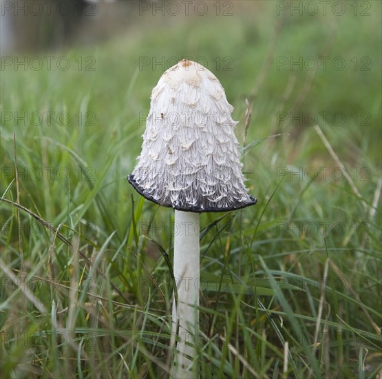 Coprinus comatus Shaggy Ink Cap mushroom fungus growing in grass field, Suffolk, England, United Kingdom, Europe