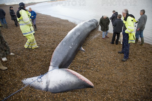 Fin Whale, Balaenoptera physalus, washed up dead on Shingle Street, Suffolk, England, United Kingdom, Europe