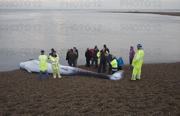 Fin Whale, Balaenoptera physalus, washed up dead on Shingle Street, Suffolk, England, United Kingdom, Europe