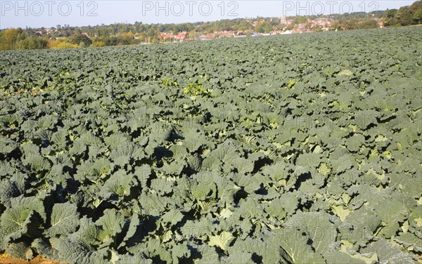 Cabbage crop growing in a farm field, Sutton, Suffolk, England, United Kingdom, Europe