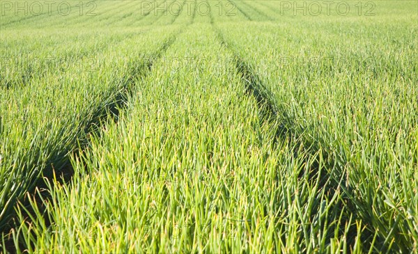 Onions growing in field, Alderton, Suffolk, England, United Kingdom, Europe