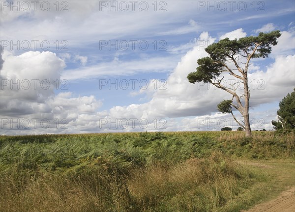 Cumulus clouds in summer blue sky over rural Suffolk Sandlings landscape, Sutton, Suffolk, England, United Kingdom, Europe