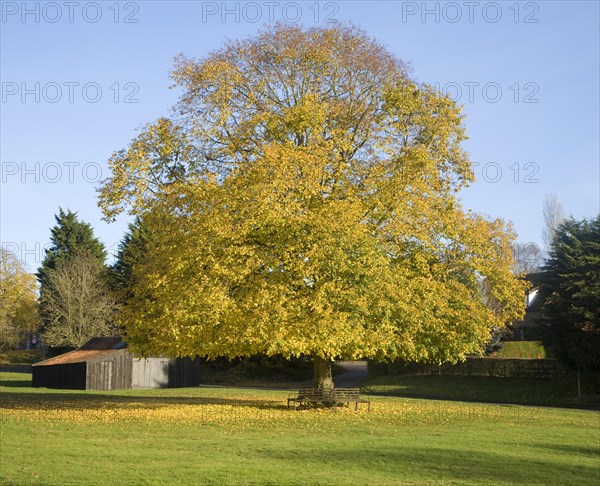 Large lime tree in autumn leaf on the village green in Westleton, Suffolk, England, United Kingdom, Europe