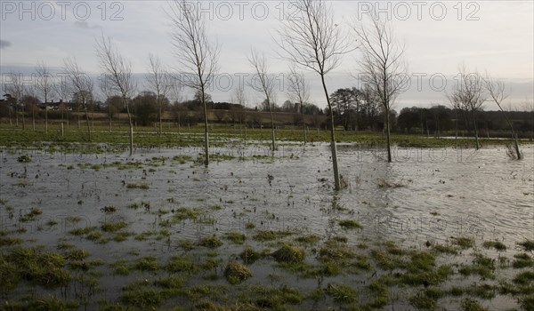 Flooded flood plain with cricket bat willow trees, River Deben at Loudham, Suffolk, England, United Kingdom, Europe