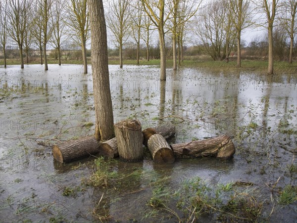 Salix Alba Caerulea, cricket bat willow trees in flood water on River Deben flood plain wetland, Campsea Ashe, Suffolk, England, United Kingdom, Europe