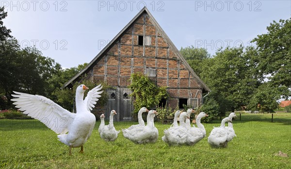 Goose on the farm