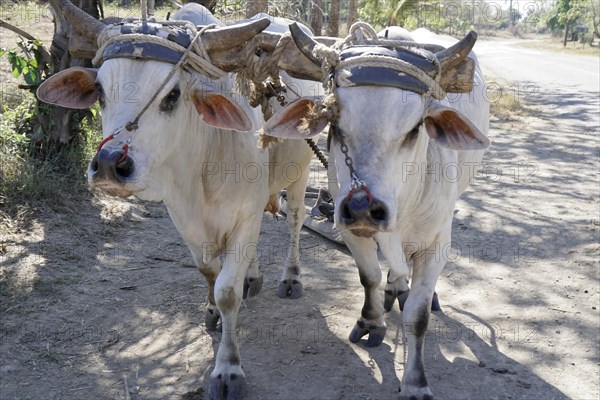 Ox cart near Holguin, Cuba, Cuba, Central America