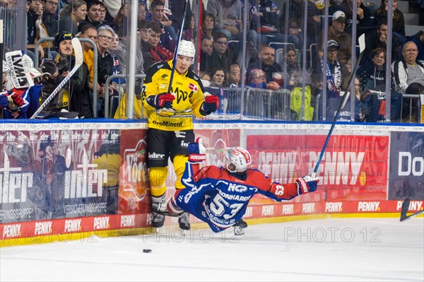 23.02.2024, DEL, German Ice Hockey League, 48th matchday) : Adler Mannheim (yellow jerseys) against Nuremberg Ice Tigers (blue jerseys) . Tough duel at the boards between David Wolf (89, Adler Mannheim) and Danjo Leonhardt (53, Nuremberg Ice Tigers)