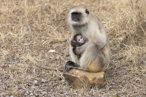 Gray langurs (Semnopithecus entellus), mother and the newborn baby, sitting on a stone surrounded by dry, yellow-brown grass, seen in the wild, in the Ranthambore National Park. Photographed in February, the winter, dry season. Sawai Madhopur District, Rajasthan, India, Asia