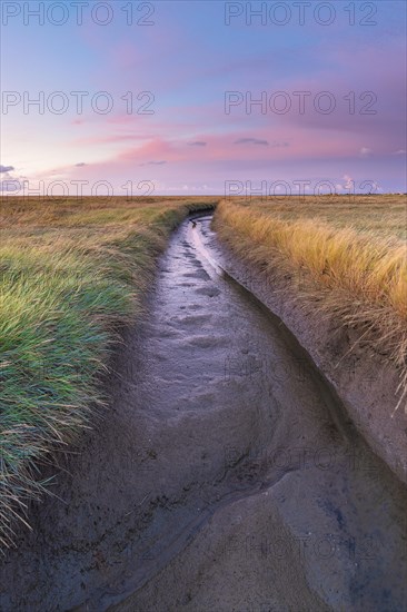 Water ditch in the polder area on the North Sea, portrait format, evening light, sunset, Dorum, Landwursten, North Sea coast, Lower Saxony, Germany, Europe