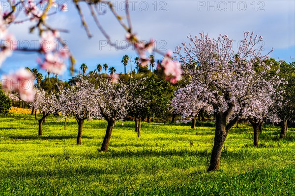 Almond blossom in Majorca, Spain, Europe
