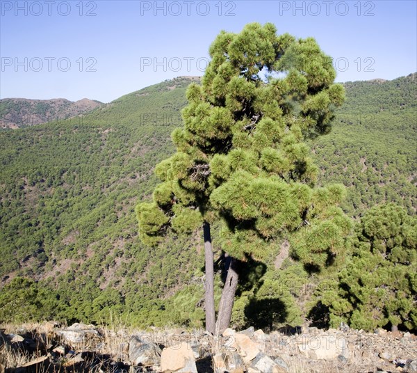 Pine forest Sierra Bermeja viewed from the road to Ronda, Spain, Europe