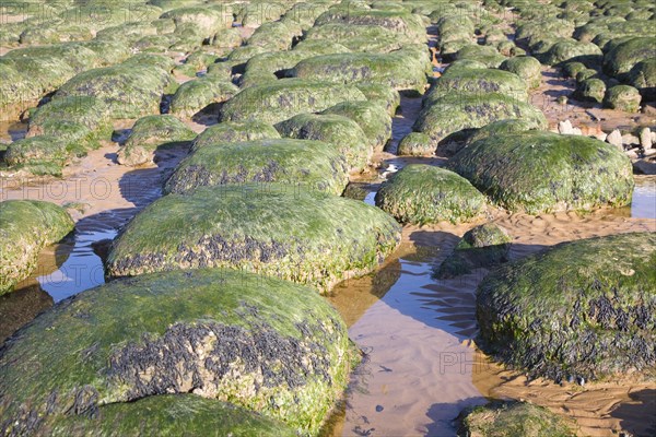 Seaweed covered green boulders on the beach at Hunstanton, Norfolk, England, United Kingdom, Europe