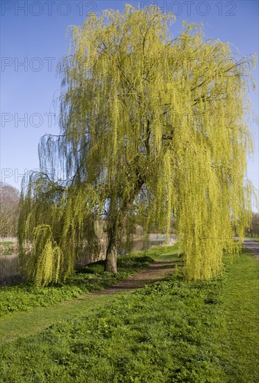 Willow trees in spring in Castle Park, Colchester, Essex, England, United Kingdom, Europe