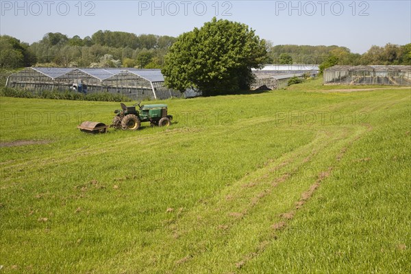 Horticulture market gardening greenhouse nursery at Newbourne, Suffolk, England, United Kingdom, Europe