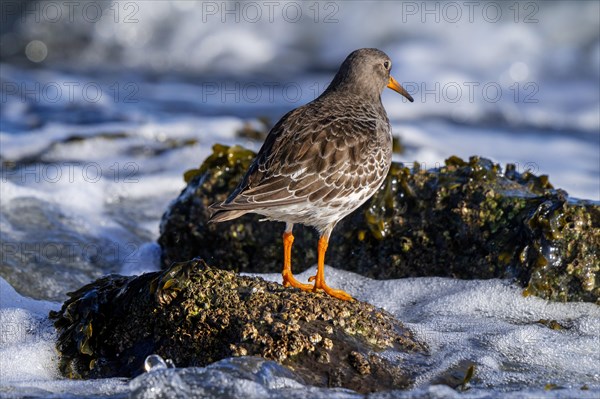 Purple sandpiper (Calidris maritima) in non-breeding plumage looking seaward from rocky shore along the North Sea coast in winter