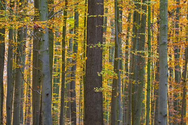 European beeches (Fagus sylvatica), common beech trees showing foliage with yellow leaves in autumn colours in forest