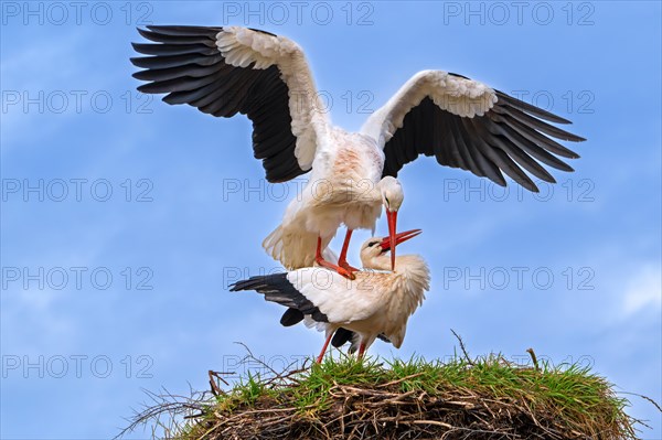 White stork (Ciconia ciconia) pair, male and female mating on old nest from previous spring