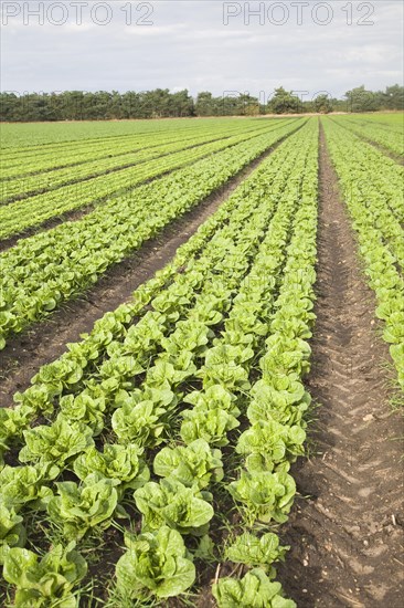 Lettuce crop growing in field near Hollesley, Suffolk, England, United Kingdom, Europe