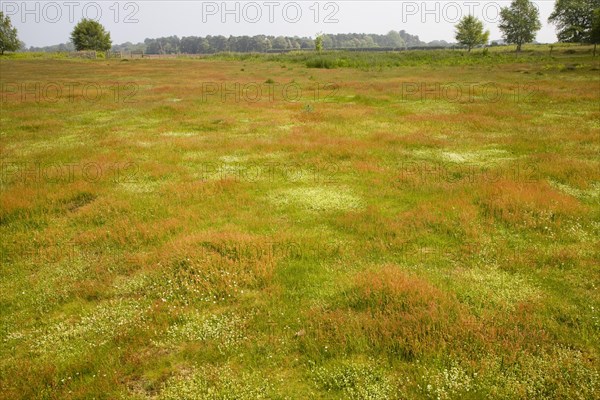 Biodiversity of wildflowers and different grasses in Spring on heathland at Sutton Heath, Suffolk, England, United Kingdom, Europe