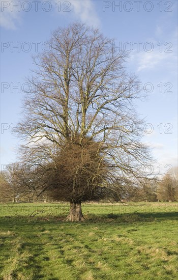 Leafless lime or linden tree with trunk boss shoots in winter stands in grassy field, Sutton, Suffolk, England, United Kingdom, Europe