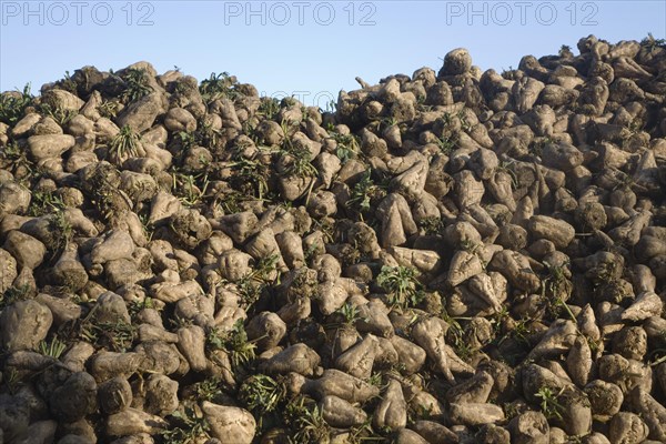 Pile of sugar beet, Beta vulgaris, after harvesting, Suffolk, England, United Kingdom, Europe