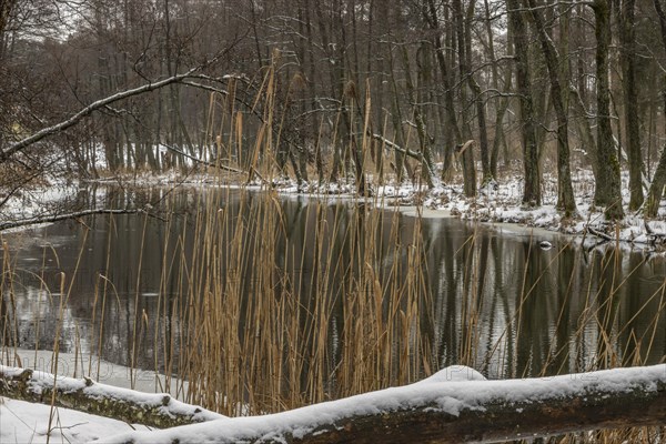 Sapina River and the riparian forest, the swamp, partially reflecting in the slowly flowing water, seen in mid-winter, during the early, January thaw, with some snow on the ground and barren trees, chiefly common alders around. Sapina Valley near the Stregielek village in the Pozezdrze Commune of the Masurian Lake District. Wegorzewo County, Warmian-Masurian Voivodeship, Poland, Europe