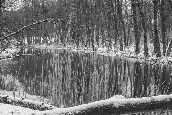 Sapina River and the riparian forest, the swamp, partially reflecting in the slowly flowing water, seen in mid-winter, during the early, January thaw, with some snow on the ground and barren trees, chiefly common alders around. Monochrome, greyscale photograph. Sapina Valley near the Stregielek village in the Pozezdrze Commune of the Masurian Lake District. Wegorzewo County, Warmian-Masurian Voivodeship, Poland, Europe