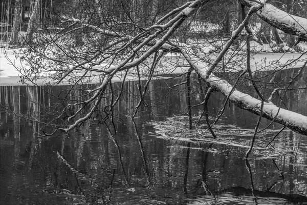 Sapina River and the riparian forest, the swamp, partially reflecting in the slowly flowing water, seen in mid-winter, during the early, January thaw, with some snow on the ground and barren trees, chiefly common alders around. Monochrome, greyscale photograph. Sapina Valley near the Stregielek village in the Pozezdrze Commune of the Masurian Lake District. Wegorzewo County, Warmian-Masurian Voivodeship, Poland, Europe