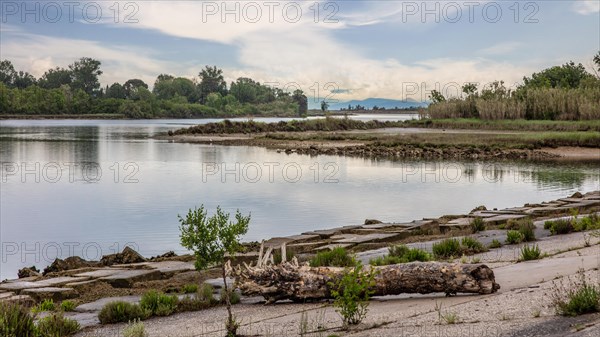 Isola della Cona, nature reserve, island of Grado, north coast of the Adriatic Sea, Friuli, Italy, Grado, Friuli, Italy, Europe