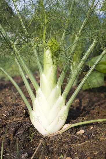 Close up of heart of a fennel plant growing in an allotment garden, Shottisham, Suffolk, England, United Kingdom, Europe