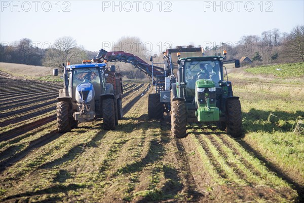 Farm machinery harvesting a winter carrot crop in a field, Ramsholt, Suffolk, England, United Kingdom, Europe