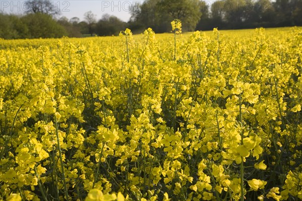 Yellow flowers of oil seed rape crop growing in field, Suffolk, England, United Kingdom, Europe