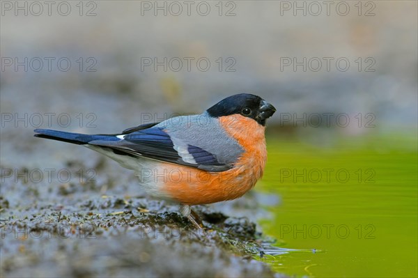 Eurasian bullfinch, common bullfinch (Pyrrhula pyrrhula) male drinking water from pond, rivulet